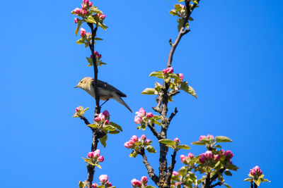 Low angle view of pink flowering plant against clear blue sky