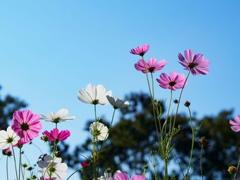 Low angle view of pink flowers blooming against sky