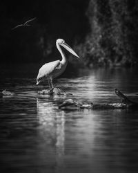 Wild beautiful birds from danube delta, romania. wildlife photography