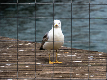 bird