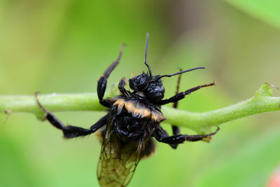 Macro shot of a wet bumblebee climbing on a rubber bean pod
