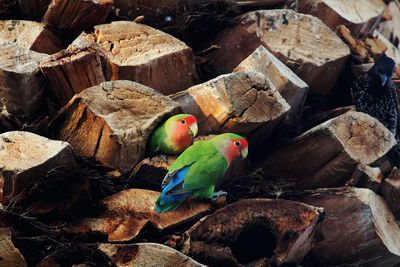 Parrots perching on wood