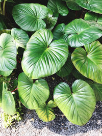 High angle view of green leaves on plant