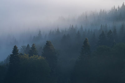 High angle view of trees in forest against sky