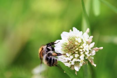 Close-up of bee pollinating on flower