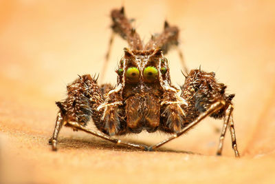 Close-up of spider