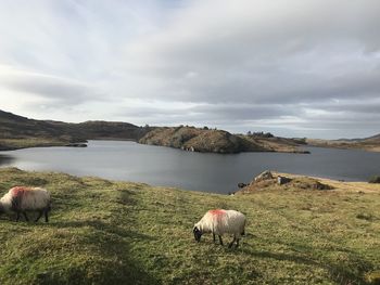 View of sheep grazing on field against sky