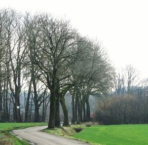 Bare trees on field against clear sky