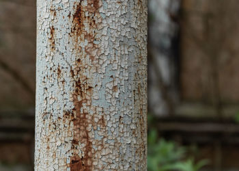 Close-up of tree trunk