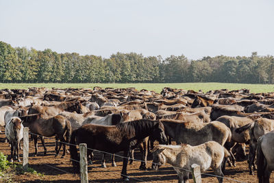 View of sheep on field against sky