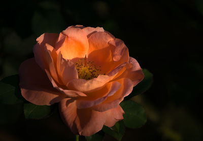 Close-up of coral rose blooming outdoors