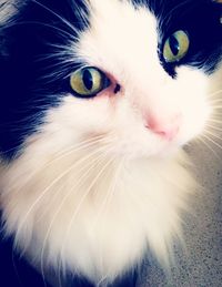 Close-up portrait of cat