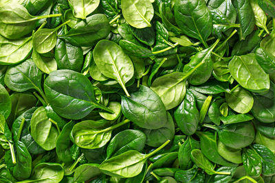 Full frame shot of spinach