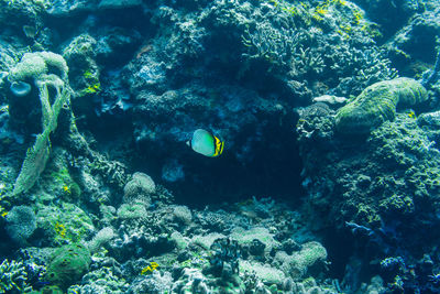 Fish swimming in sea