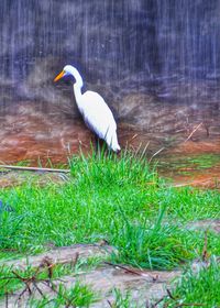 High angle view of gray heron perching on grass