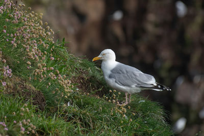 Close-up of seagull perching on plant