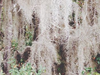 Close-up of plants