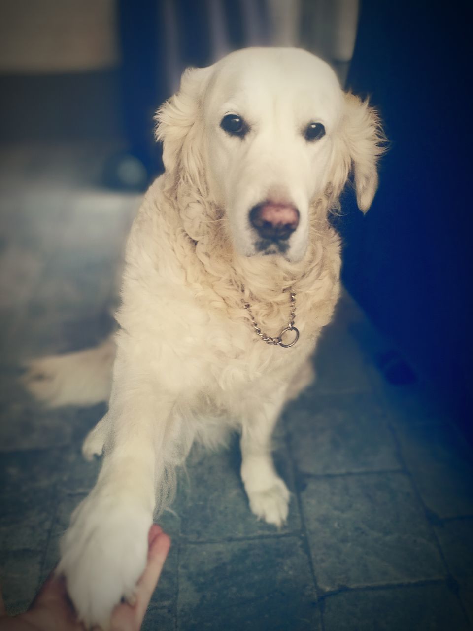 dog, pets, domestic animals, mammal, portrait, pet collar, close-up, puppy, no people, focus on foreground, canine, alertness, animal head, day, cute