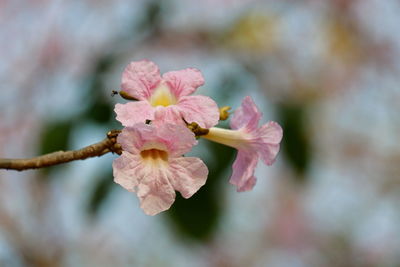 Close-up of pink cherry blossom