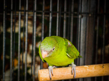 Close-up of parrot perching in cage