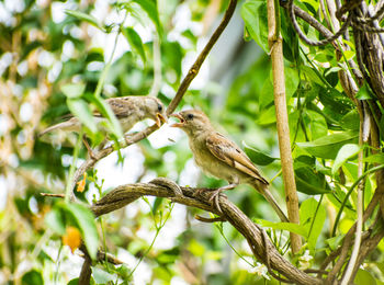 Bird perching on a tree