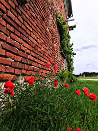 Red flowering plants on field against building