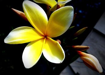 Close-up of frangipani blooming outdoors