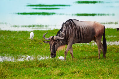 Horse grazing in a field