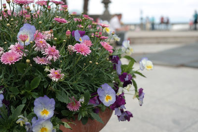 Close-up of pink flowers blooming outdoors