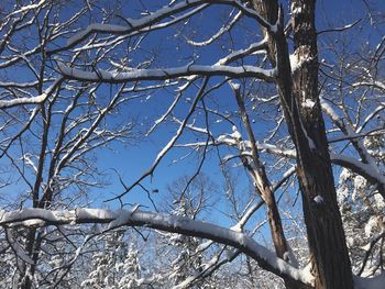 Low angle view of bare tree against clear blue sky