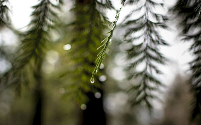 Close-up of wet tree