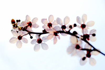 Close-up of flowers over white background