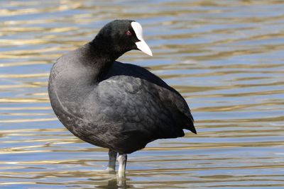 Close-up of bird standing in lake water