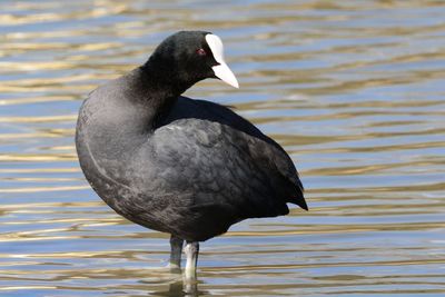 Bird in water