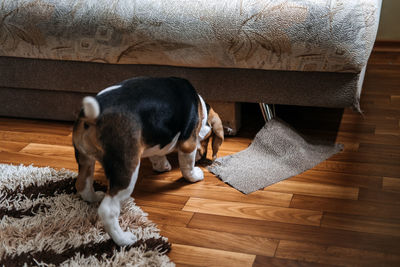 Little beagle puppy chewing couch, furniture. how to stop puppy from destructive chewing furniture