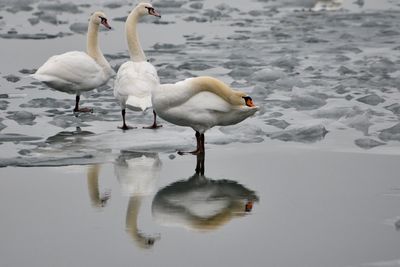 Swans in lake