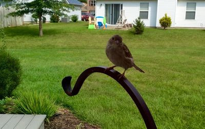 Bird perching on grass