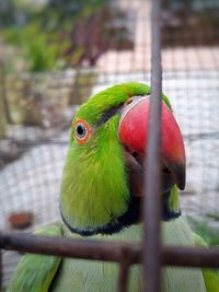 Close-up of parrot in cage