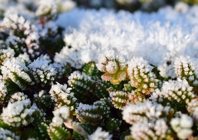 Close-up of frozen plant