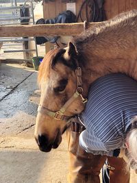 Person bending below horse in stable