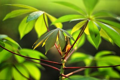 Close-up of leaves