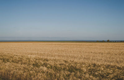 Scenic view of field against clear sky