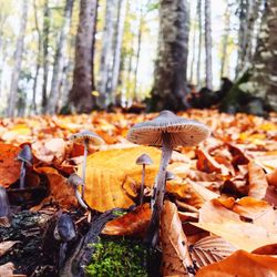 Close-up of mushroom growing in forest