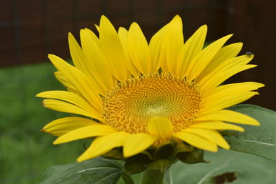 Close-up of sunflower