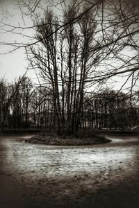 Reflection of trees in water