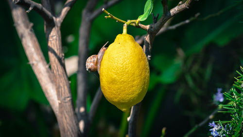 Close-up of lemon growing on tree