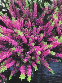 Close-up of fresh pink flowers blooming in garden