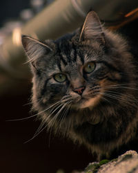 Close-up portrait of tabby cat