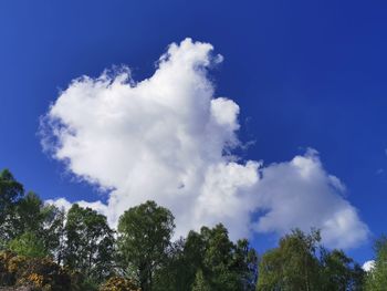 Low angle view of trees against blue sky