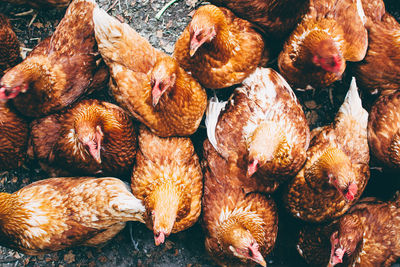 High angle view of hens in poultry farm